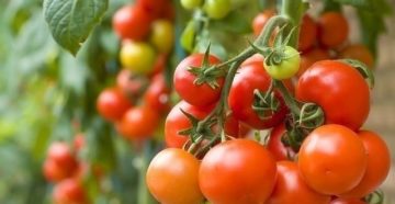 Лучшие ранние сорта помидоров 2019 для открытого грунта разных регионов России