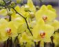 Янтарный перелив желтых орхидей