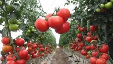 Главные ошибки при выращивании помидоров